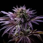 Purple Hindu Kush strain