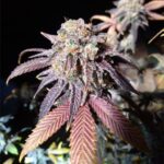 Purple Monkey Balls strain