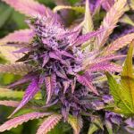 Purple Mr. Nice Guy strain