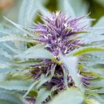 Purple OG Kush strain