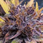 Purple Panty Dropper strain