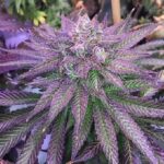 Purple Voodoo strain