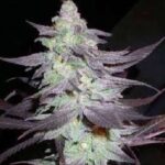 Purple Wreck strain