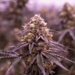 RS11 strain