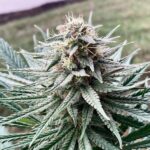 Raspberry Parfait strain