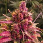 Red Congolese strain