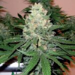 Rocklock strain