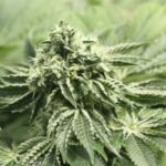 Rollex OG Kush strain