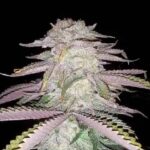 Sage and Sour strain