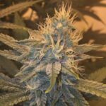 Secret Recipe strain