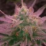 Shangri-La strain