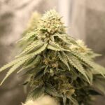 Shiatsu Kush strain