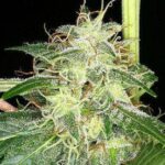 Silver Bubble strain