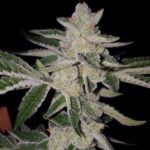 SinMint Cookies strain