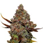 Skunk 1 strain