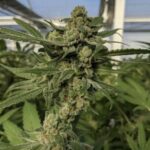 Soul Assassin OG strain