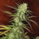 Sour Haze strain