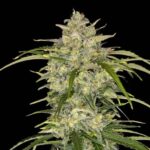 Sour Jealousy Auto strain