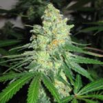 Sour Strawberry Diesel strain