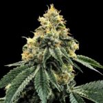 Stardawg Guava strain