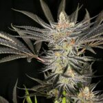 Strawberries and Cream strains