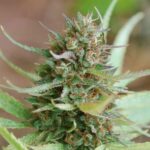 Strawberry Blue strain