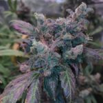 Strawberry Dream strain