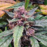 Strawberry Gorilla Auto strain