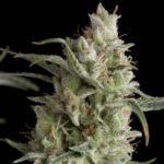 Super Kush strain