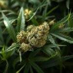 Super Lemon OG strain