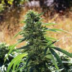 Super Sour OG strain