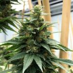 Tangerine Haze strain