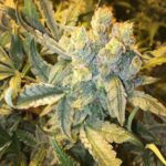 Tangerine Power strain