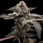 Tangie Cookies strain