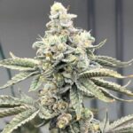 The Original Z strain