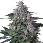 Tropic Thunder strain