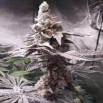 Tropical Runtz strain