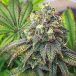 Tropicana Banana strain