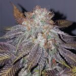 UW Purple strain