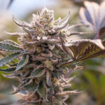 Unicorn Piss strain