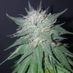 Violator Kush strain