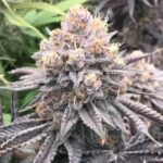 Violet Delight strain