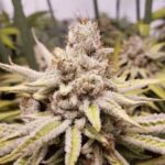 White Fire Alien OG strain