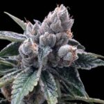 White Kush strain
