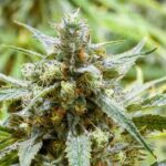 White Lavender strain