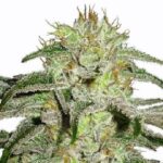 White Lightning strain