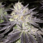 White Romulan strain