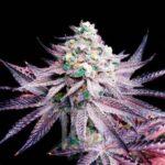 White Truffle strain