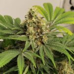 Willy's Wonder strain