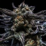 Zombie Kush strains